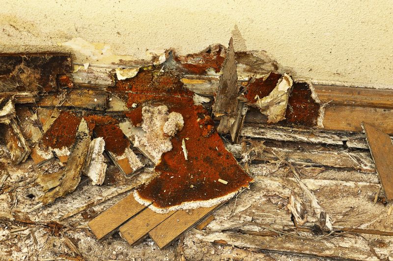 Dry Rot Remediation in Kansas City, MO