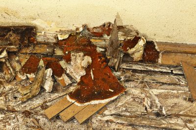 Dry Rot Remediation in Alpharetta, GA