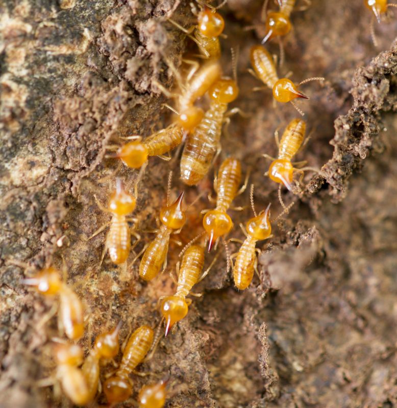 termite damage inspection