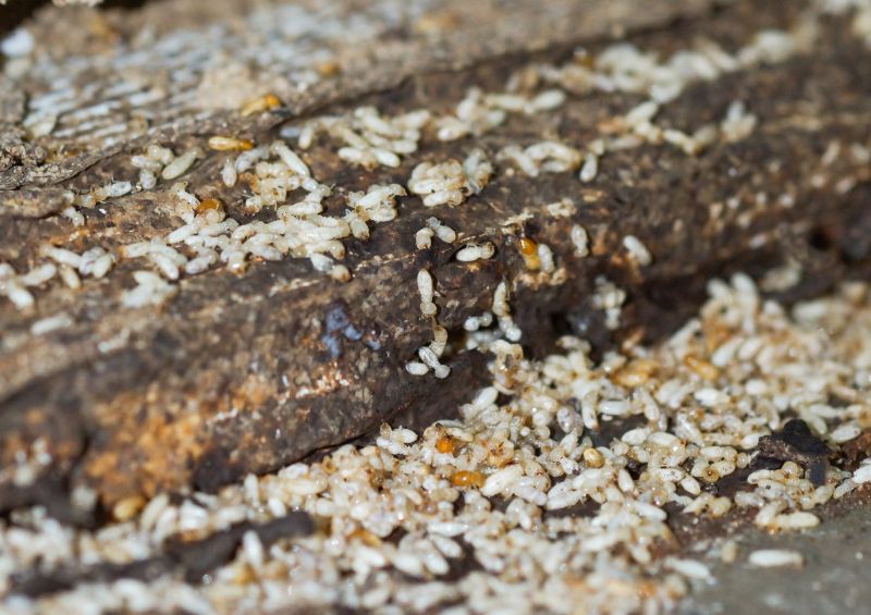 termite damage inspection