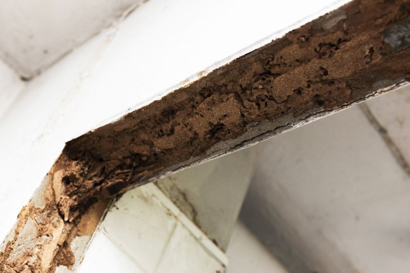 termite damage inspection
