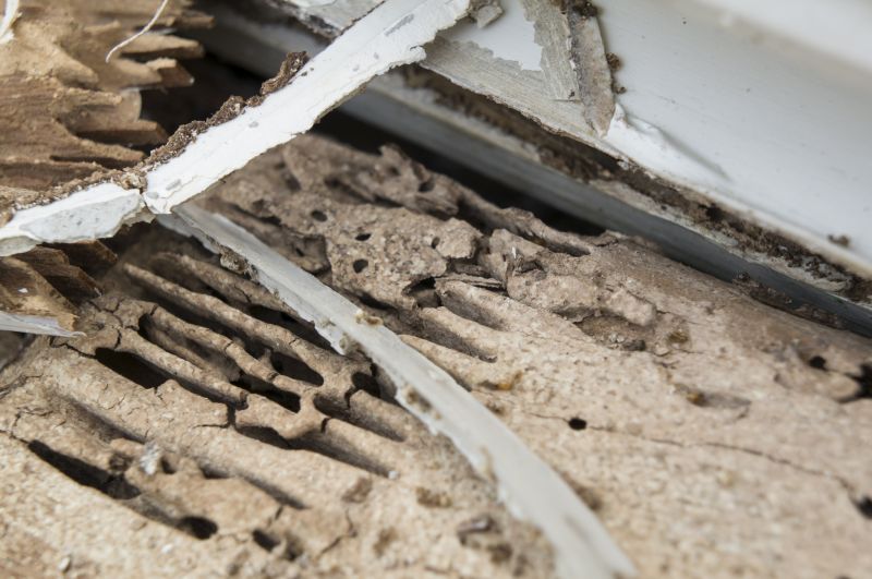 Pest Damage Repair in Denver County, CO