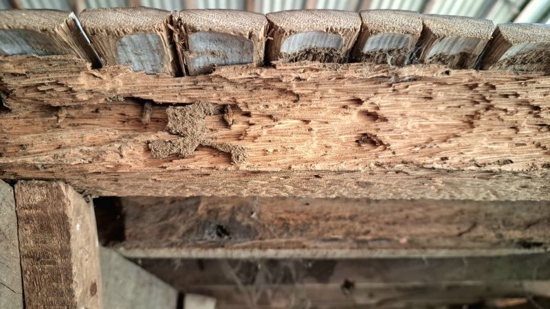 Pest Damage Repair in Indianapolis, IN
