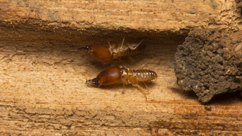 Termite Damage Inspection