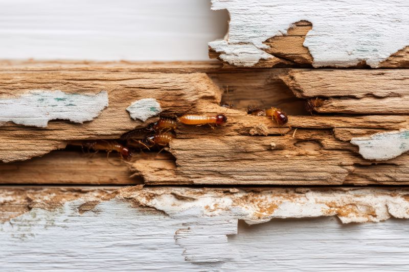 Termite Damage Inspection