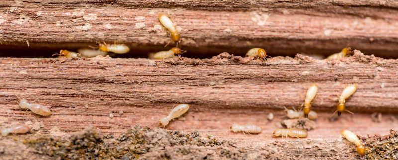 Termite Damage Inspection