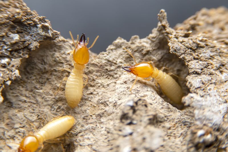 Detecting Termite Activity