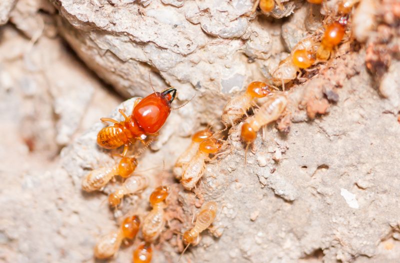Termite Damage Restoration in Roswell, GA