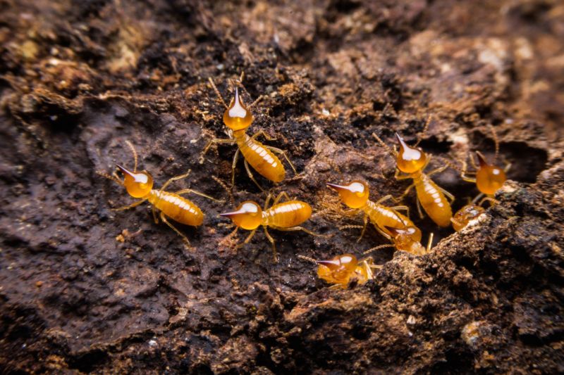 Termite Damage Restoration in Boulder, CO