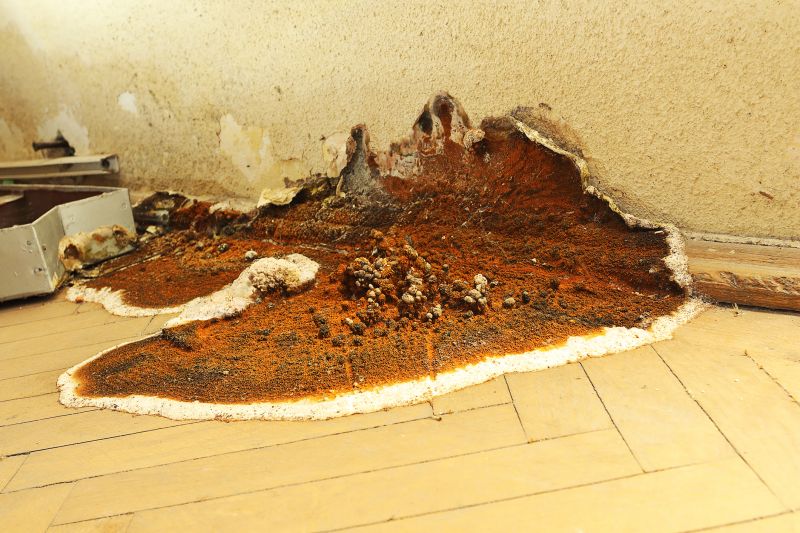 Wood Decay Removal in Wilmington, NC